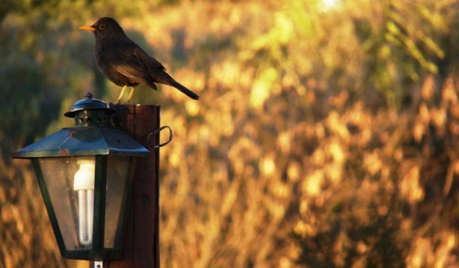 Zorzal Chiguanco, fauna local